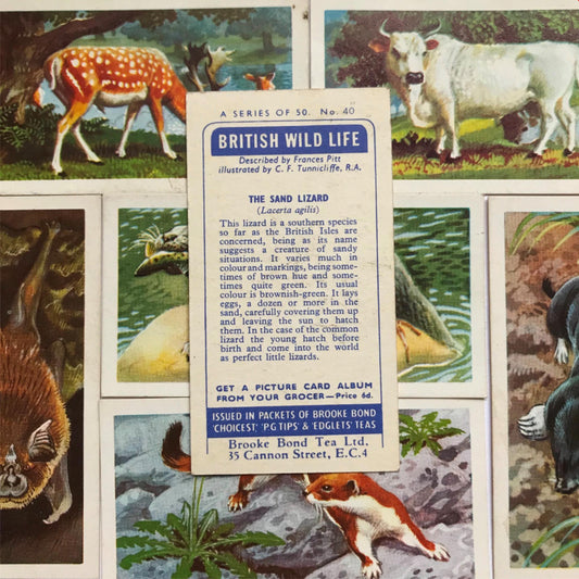 BRITISH WILD LIFE  - Brooke Bond Tea Cards - Take your pick - wildlife pictures