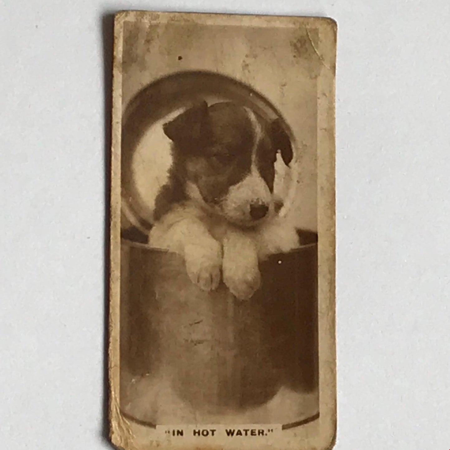 IN HOT WATER Puppy in Pot cute photo De Reszke Vintage Cigarette Card no6