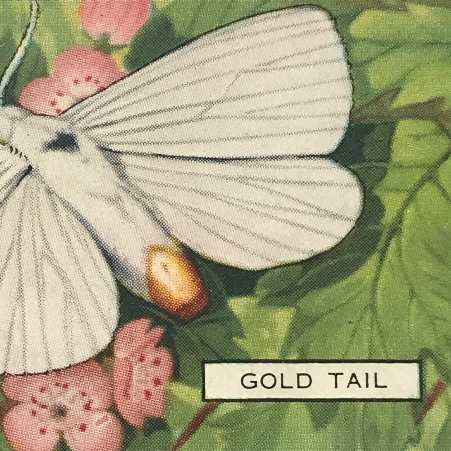 Gallaher Cigarette Cards BUTTERFLIES AND MOTHS 1938 Sold Individually - take your pick