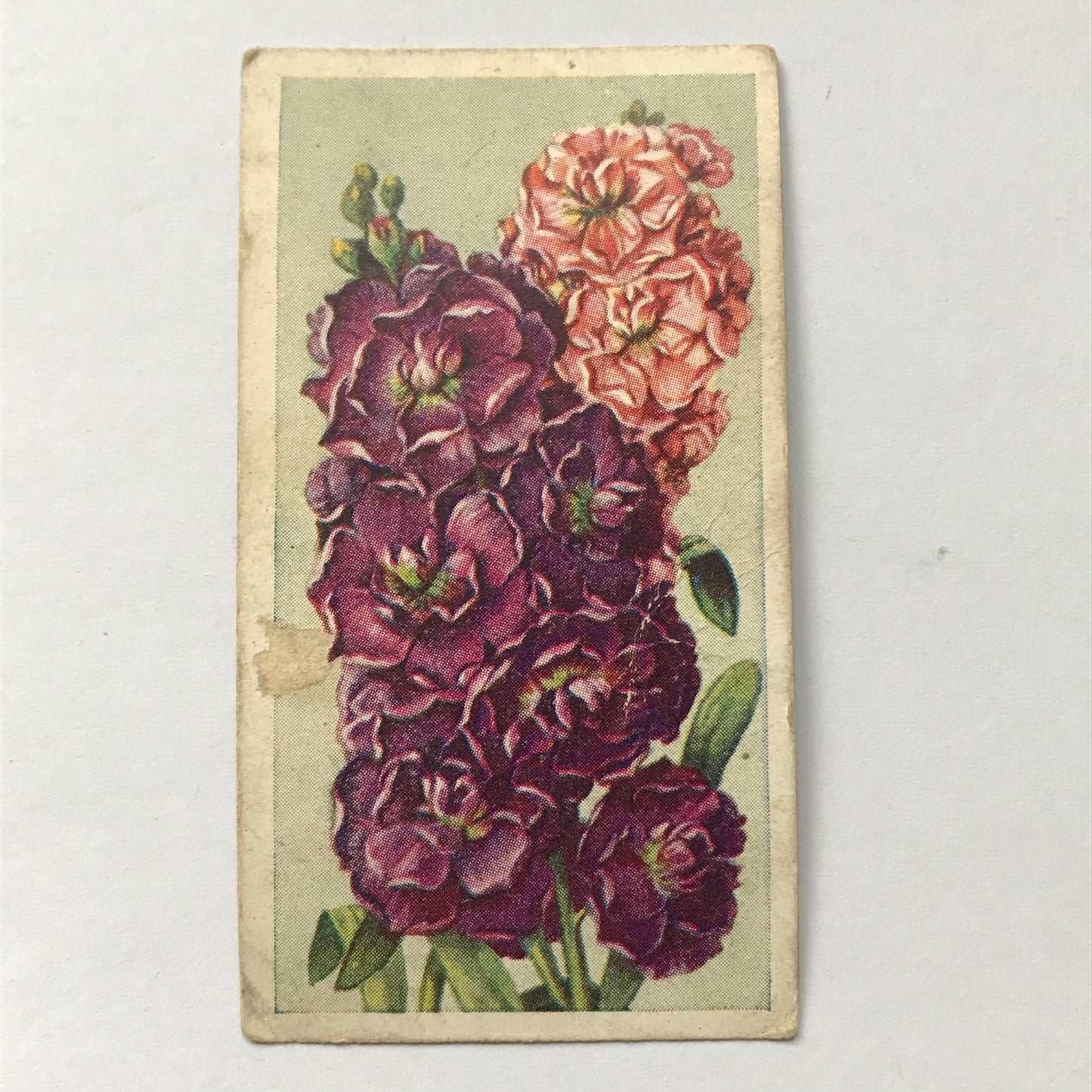 Godfrey Phillips Cigarette Card - ANNUALS - No. 45 TEN WEEK STOCKS - 1930s 1939