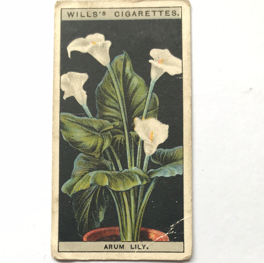 Wills Cigarette Cards FLOWER CULTURE IN POTS Sold individually - take your pick - 1920s 1925