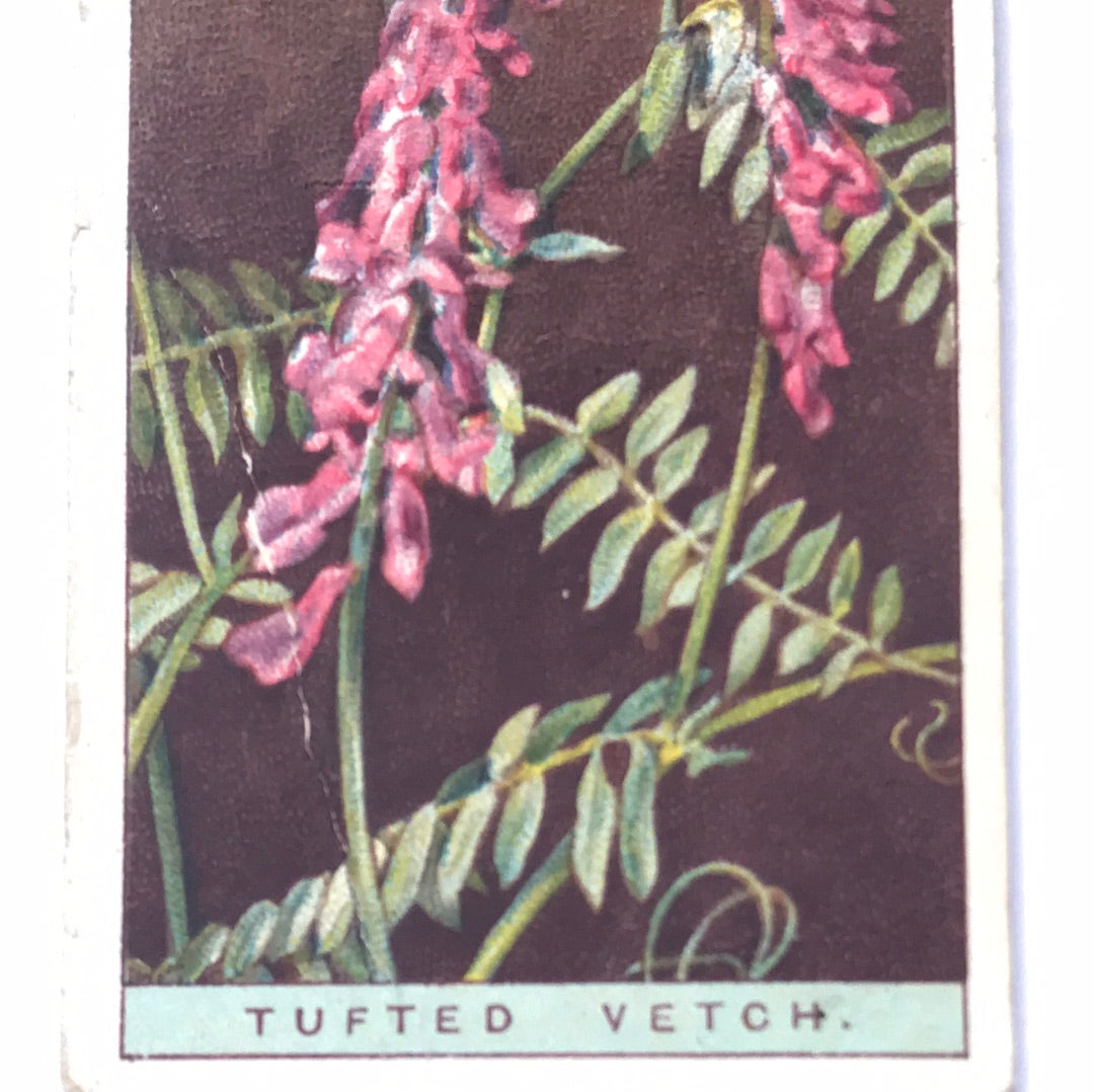Wills Cigarette Cards WILD FLOWERS Various series, sold individually