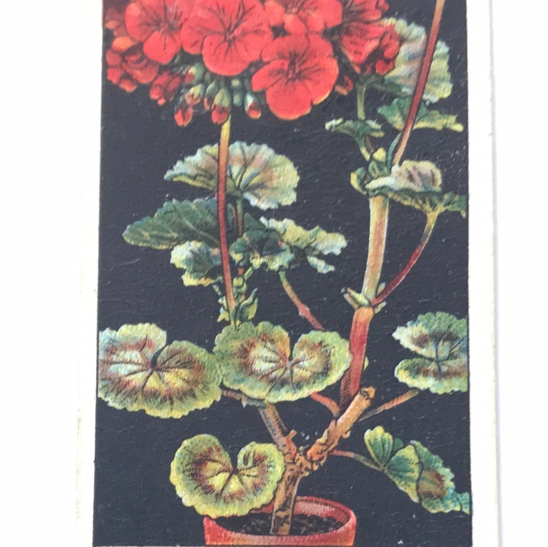 Wills Cigarette Cards FLOWER CULTURE IN POTS Sold individually - take your pick - 1920s 1925