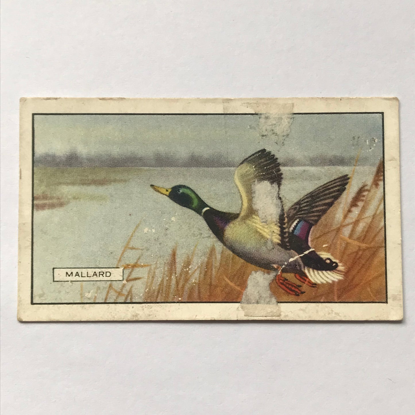 Gallaher Cigarette Cards BRITISH BIRDS Sold Individually- take your pick