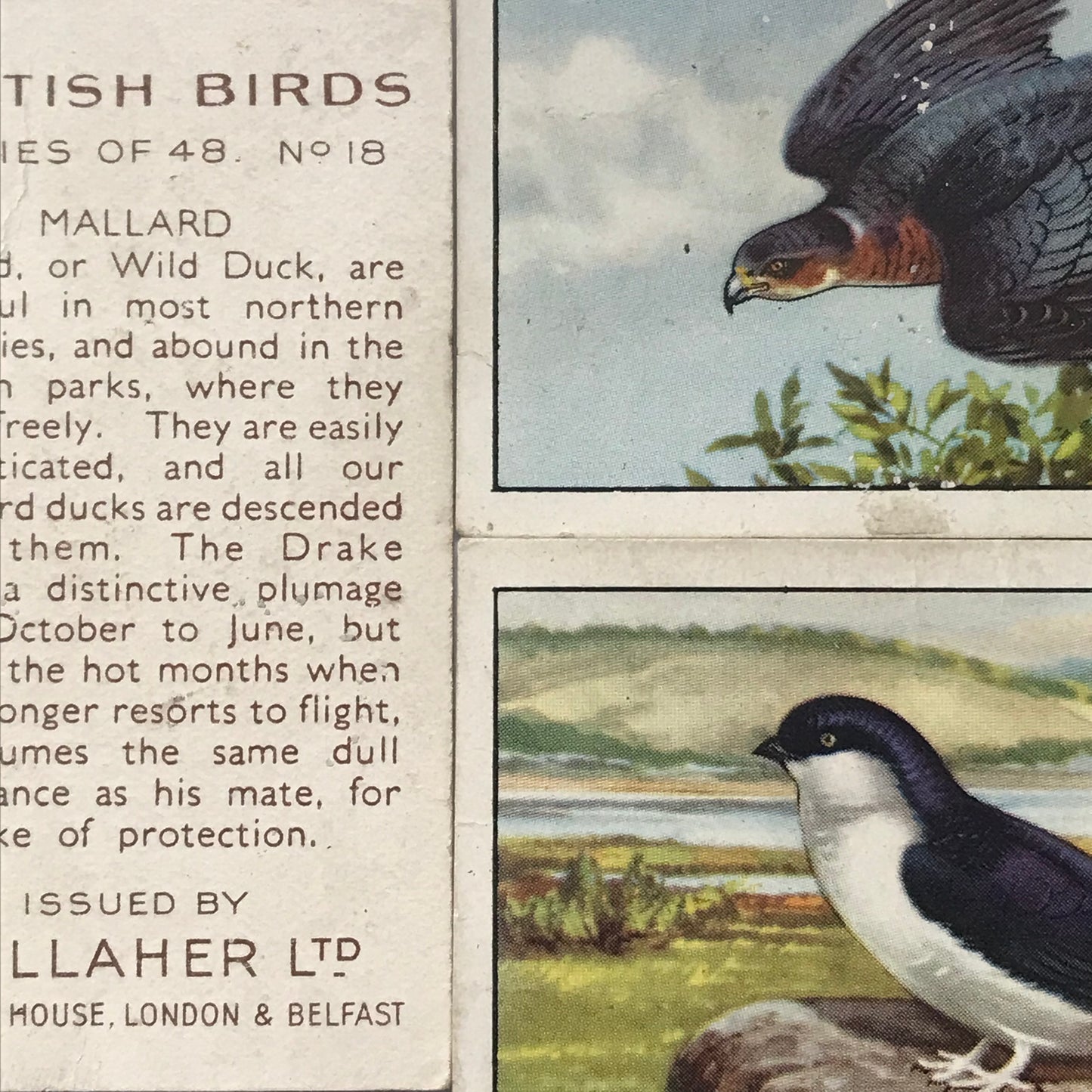 Gallaher Cigarette Cards BRITISH BIRDS Sold Individually- take your pick