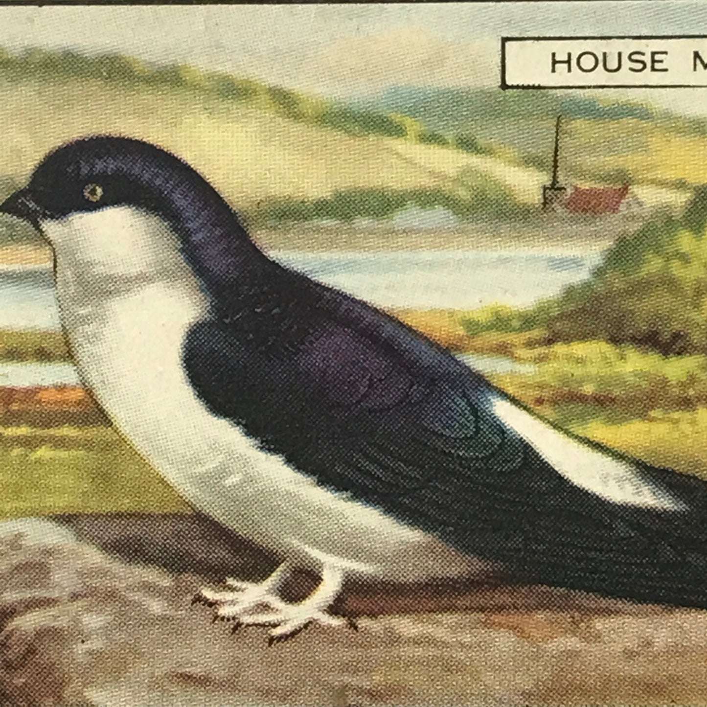 Gallaher Cigarette Cards BRITISH BIRDS Sold Individually- take your pick