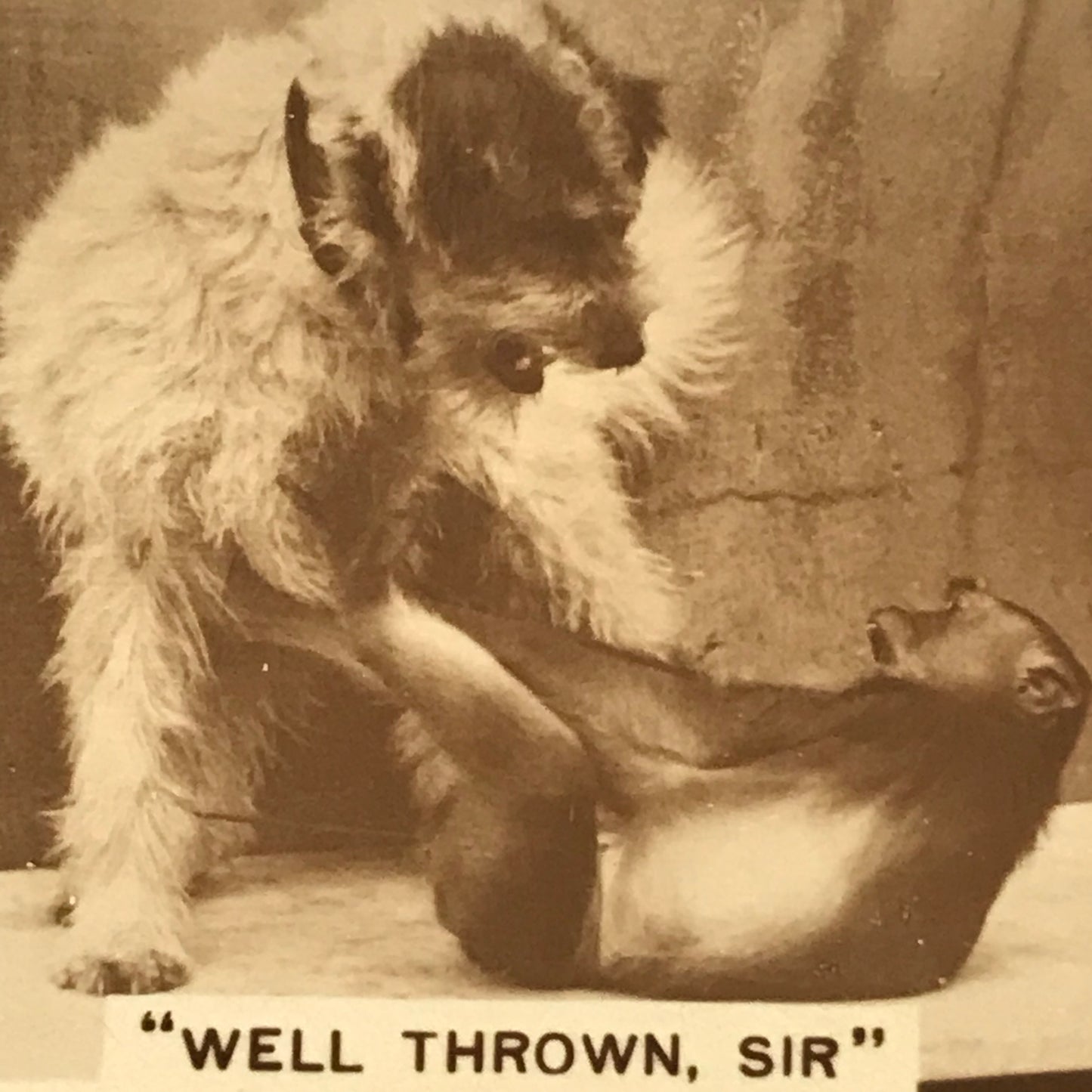 Millhoff De Reszke cigarette card 2nd series no. 23 WELL THROWN SIR dog and monkey fighting funny photo 1930s