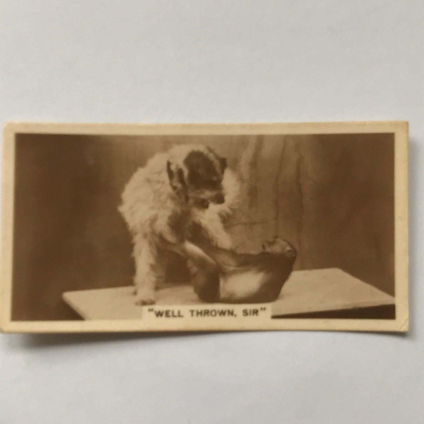 Millhoff De Reszke cigarette card 2nd series no. 23 WELL THROWN SIR dog and monkey fighting funny photo 1930s