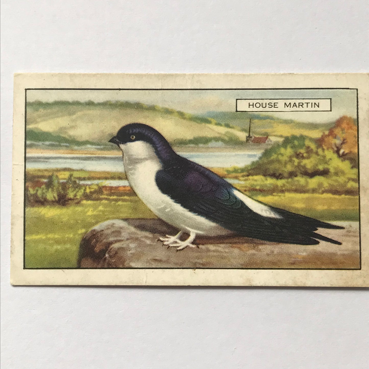 Gallaher Cigarette Cards BRITISH BIRDS Sold Individually- take your pick