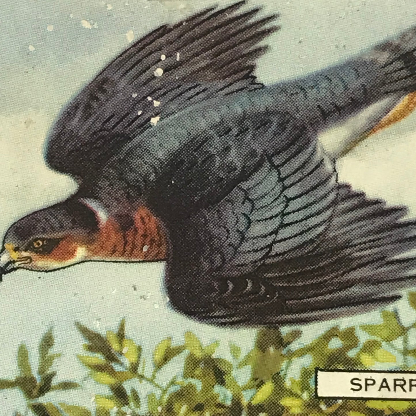 Gallaher Cigarette Cards BRITISH BIRDS Sold Individually- take your pick