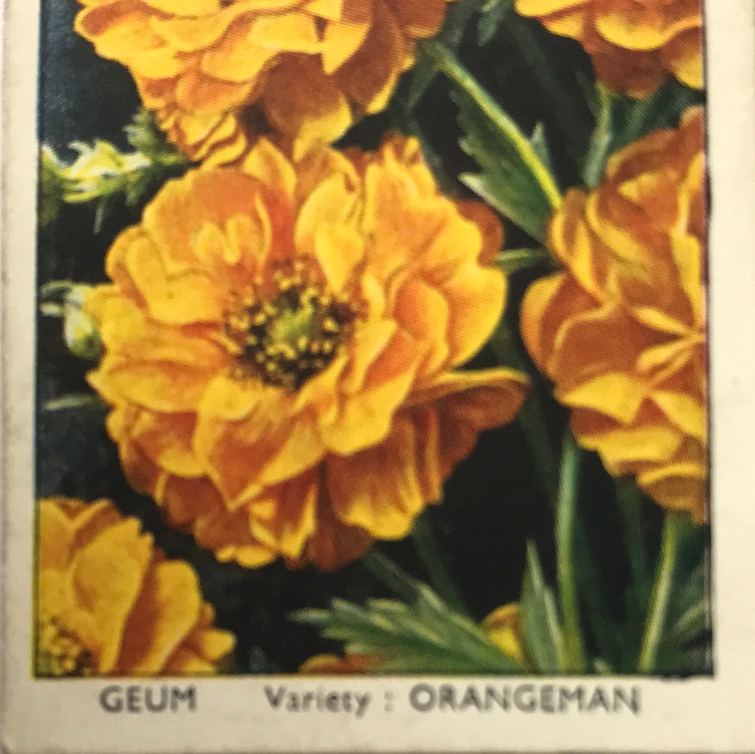 Wills Cigarette Cards GARDEN FLOWERS 1939 1930s - Pick! the ones you want