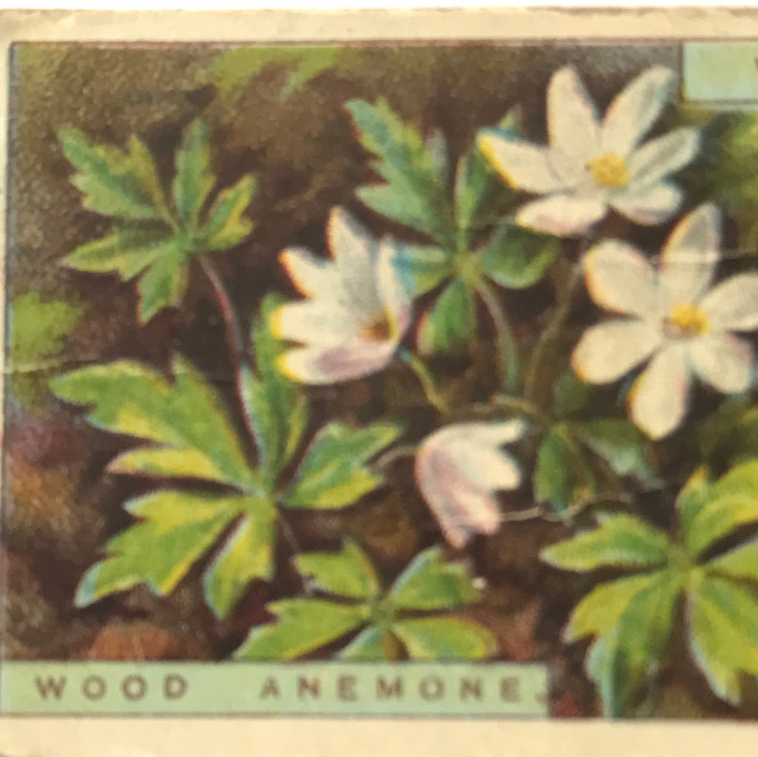 Wills Cigarette Cards WILD FLOWERS Various series, sold individually