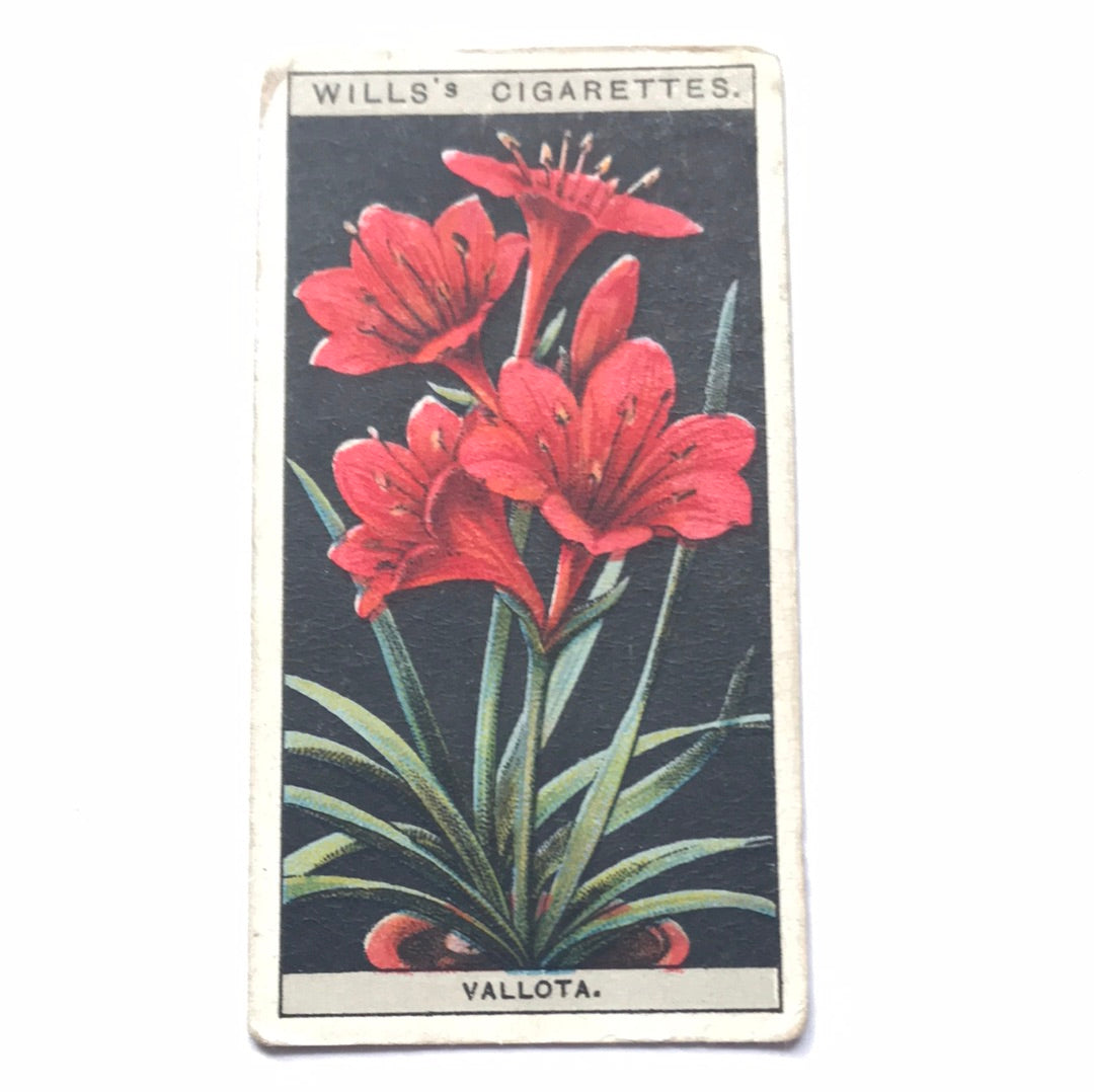 Wills Cigarette Cards FLOWER CULTURE IN POTS Sold individually - take your pick - 1920s 1925