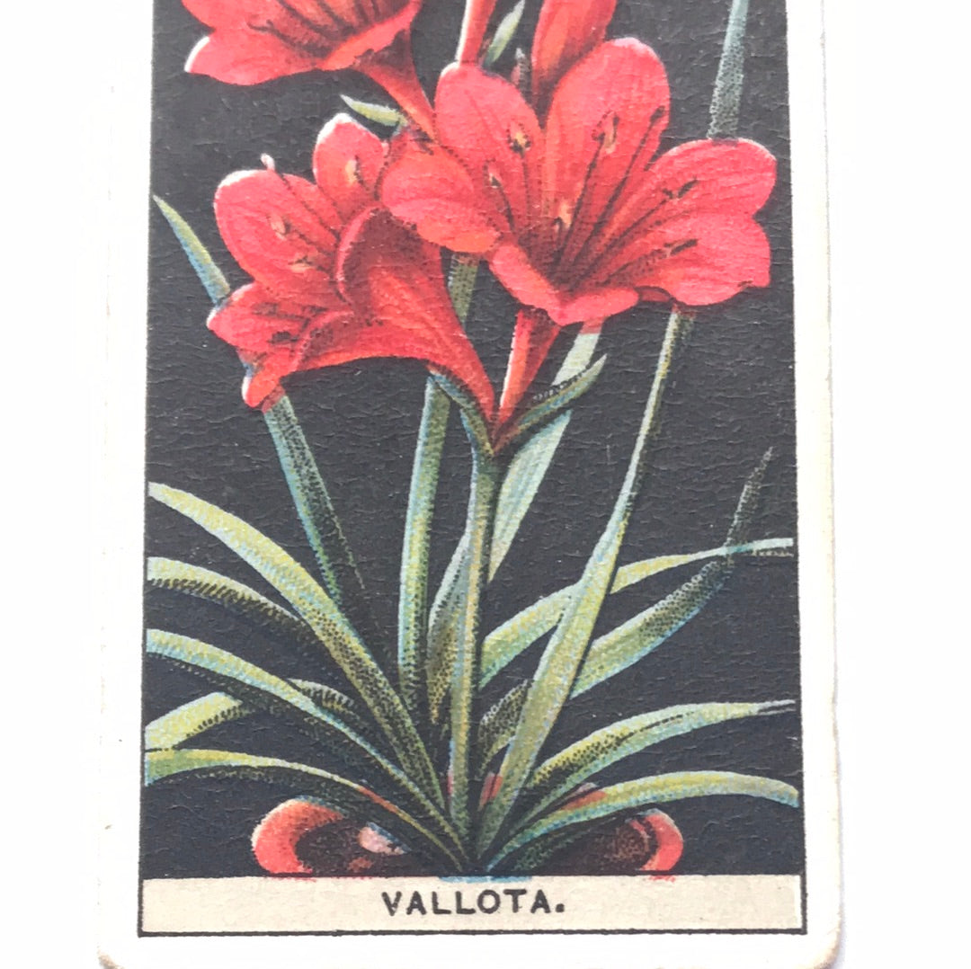 Wills Cigarette Cards FLOWER CULTURE IN POTS Sold individually - take your pick - 1920s 1925