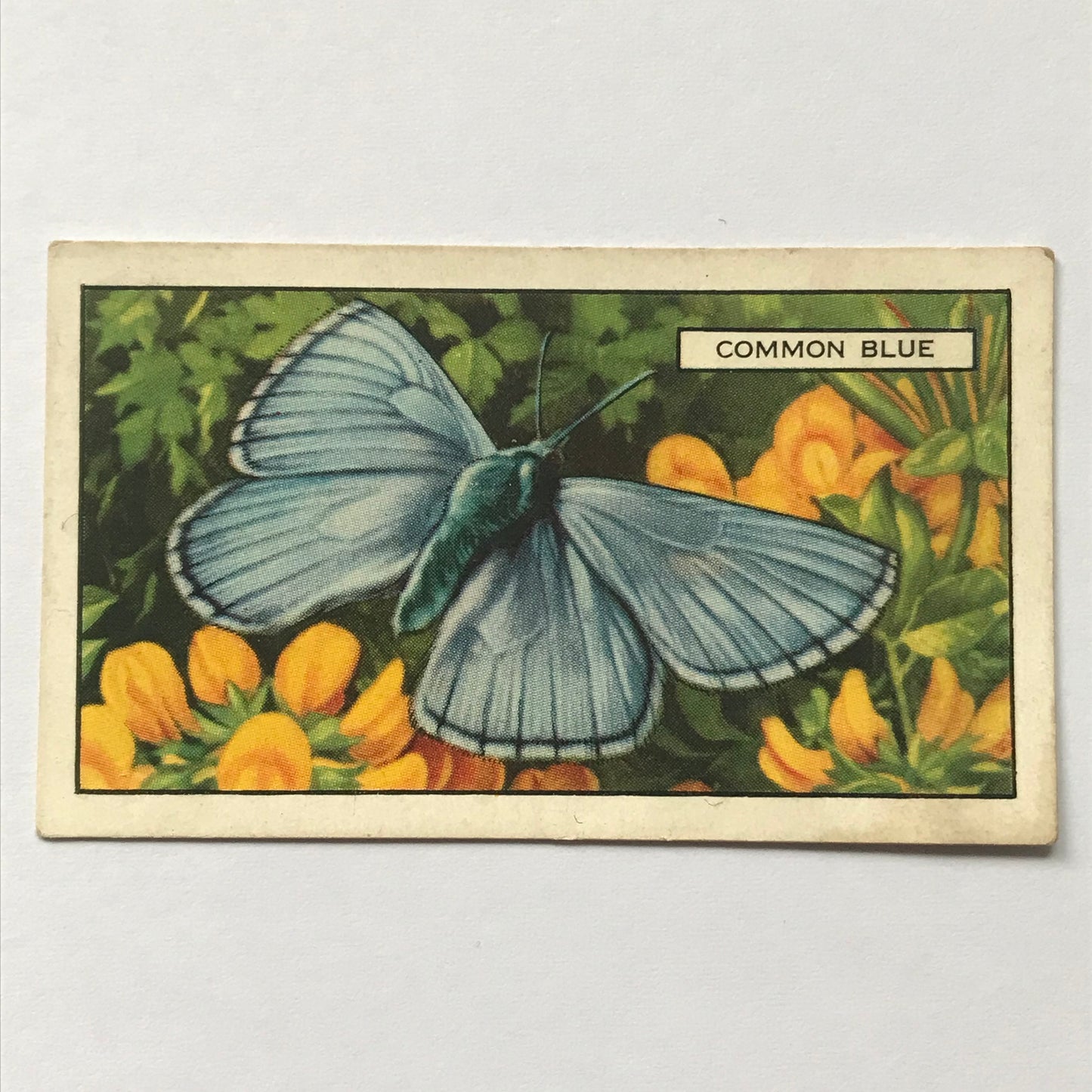 Gallaher Cigarette Cards BUTTERFLIES AND MOTHS 1938 Sold Individually - take your pick