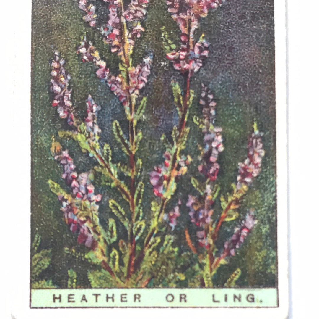 Wills Cigarette Cards WILD FLOWERS Various series, sold individually
