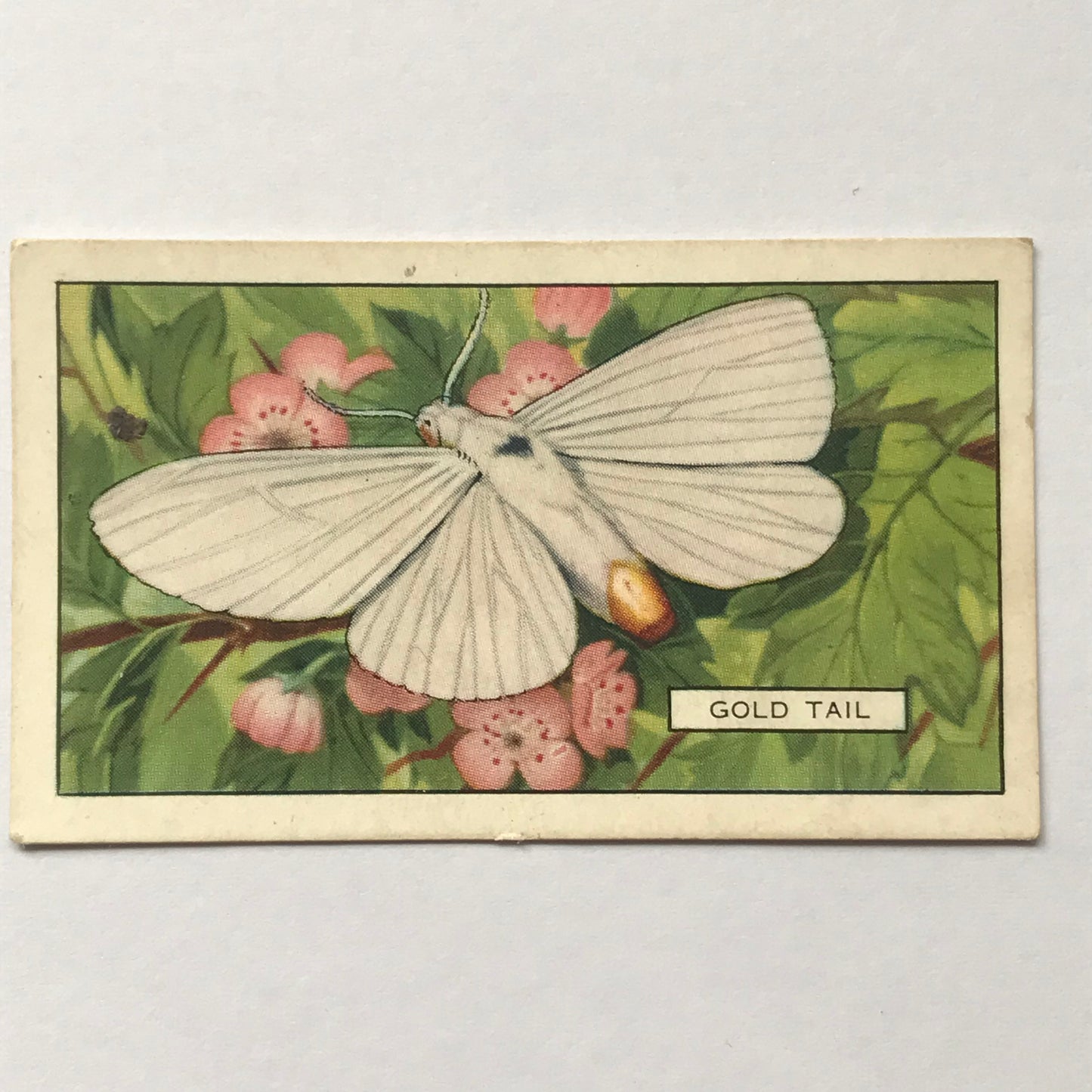 Gallaher Cigarette Cards BUTTERFLIES AND MOTHS 1938 Sold Individually - take your pick