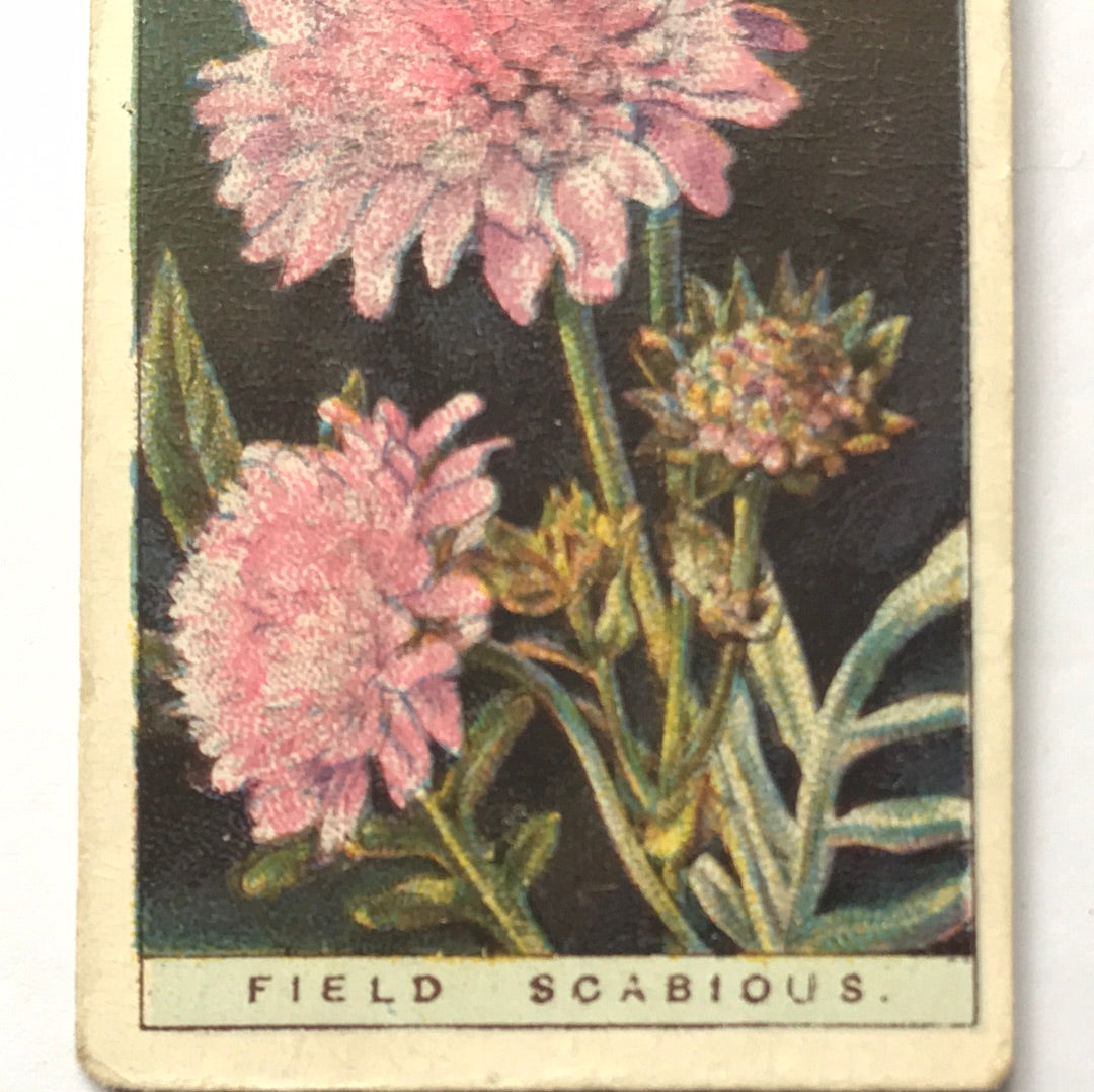 Wills Cigarette Cards WILD FLOWERS Various series, sold individually