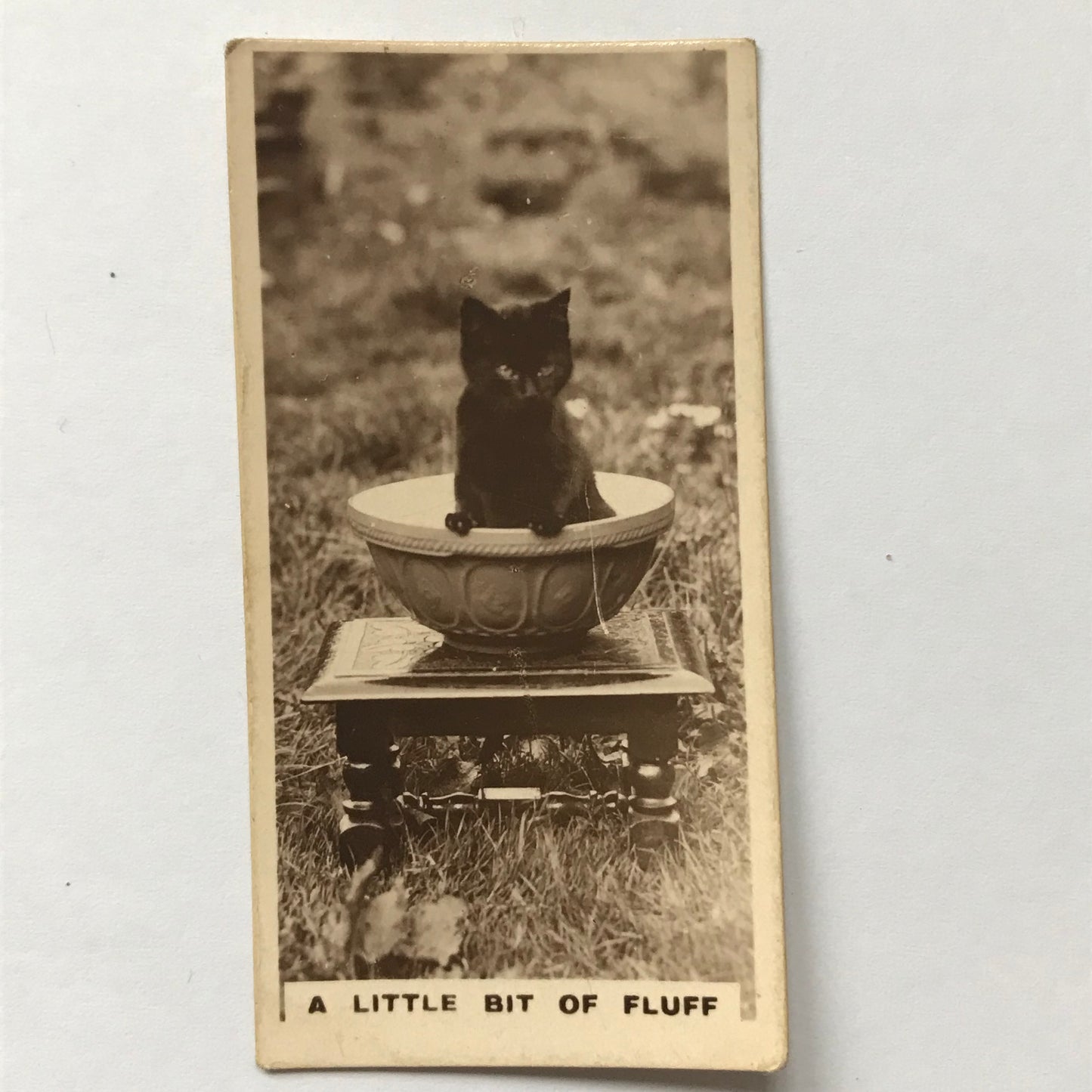 Millhoff De Reszke cigarette card - 2nd series no. 12 A LITTLE BIT OF FLUFF Cute cat photo Cat in a bowl black cat 1930s 1931