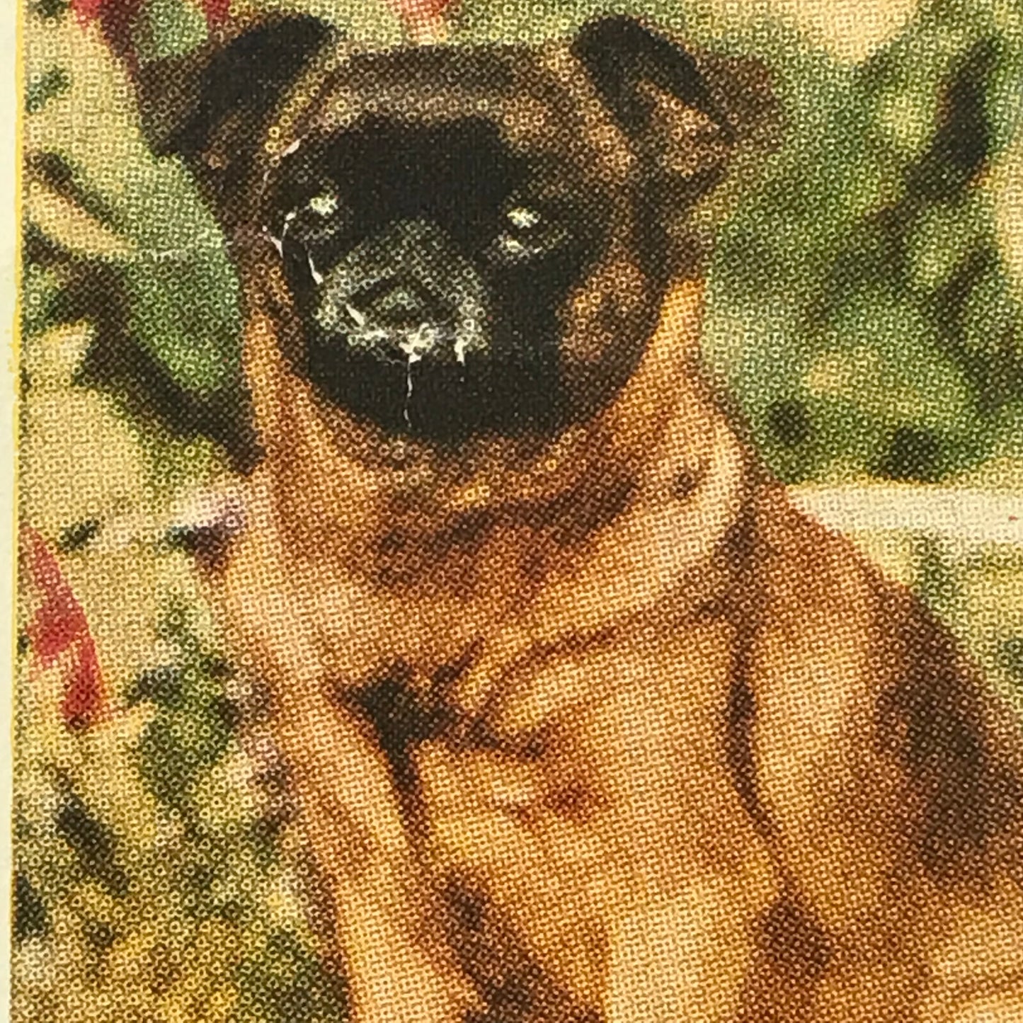 Horniman’s Tea Card DOGS no. 43 GRIFFON BRUXELLOIS 1960s