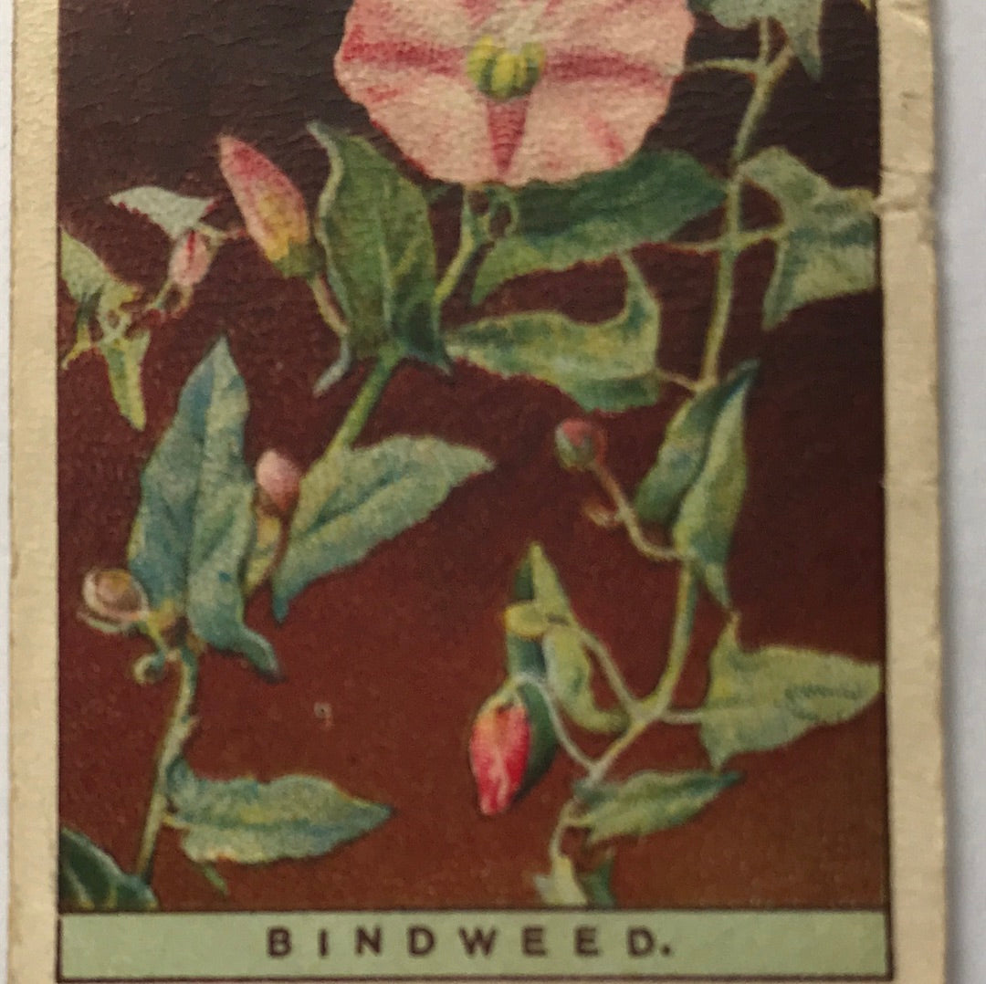 Wills Cigarette Cards WILD FLOWERS Various series, sold individually