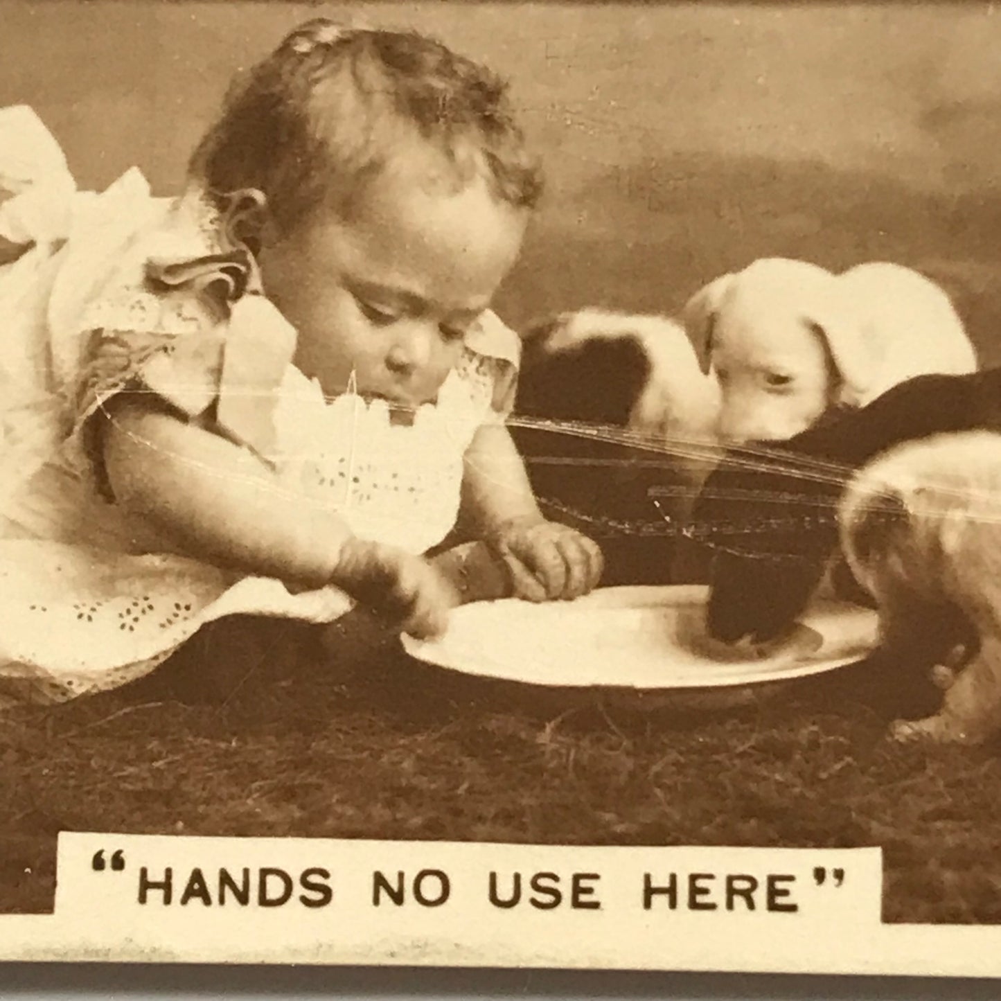 Millhoff De Reszke cigarette card - 4th series No. 25 - HANDS NO USE HERE - cute photo baby and puppies with saucer of milk 1930s