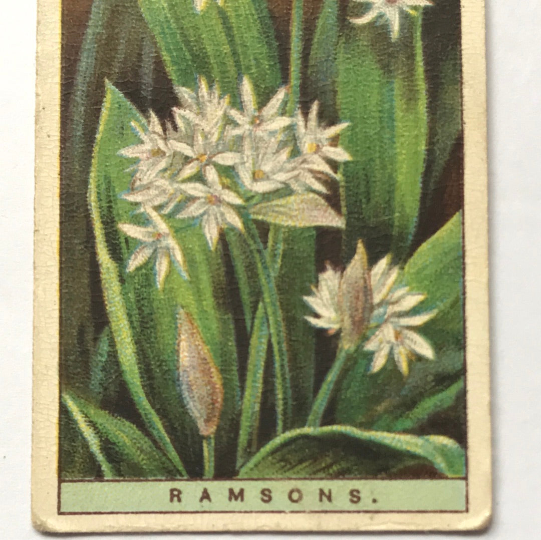Wills Cigarette Cards WILD FLOWERS Various series, sold individually