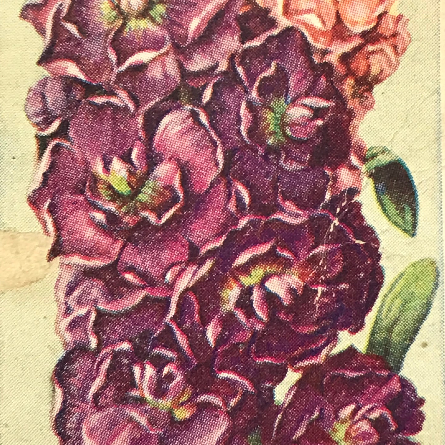 Godfrey Phillips Cigarette Card - ANNUALS - No. 45 TEN WEEK STOCKS - 1930s 1939