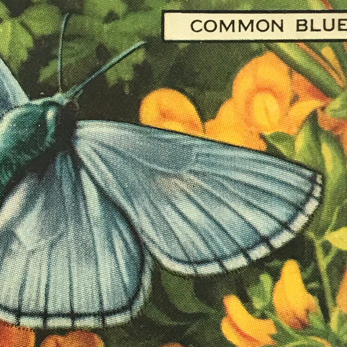 Gallaher Cigarette Cards BUTTERFLIES AND MOTHS 1938 Sold Individually - take your pick