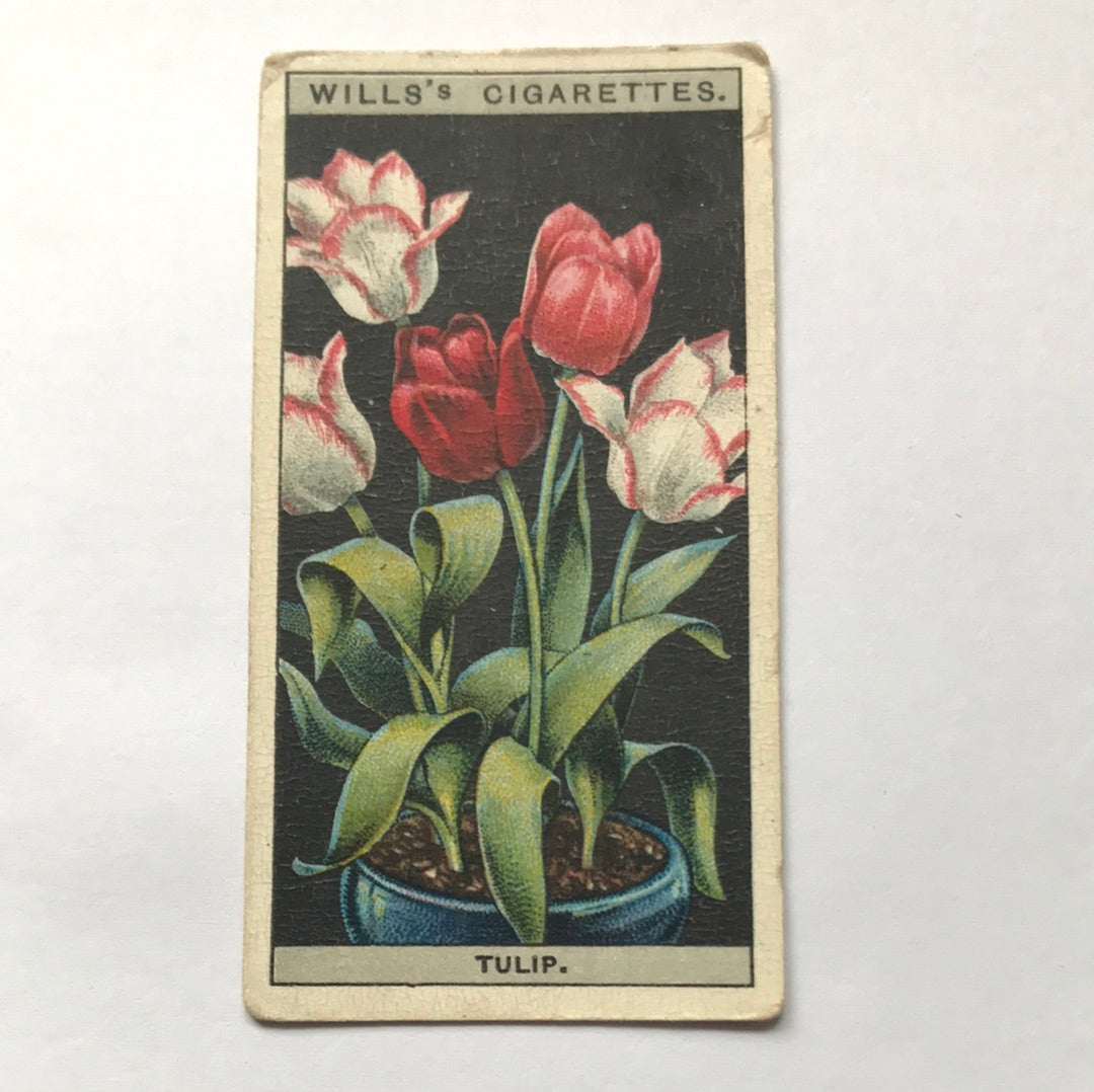 Wills Cigarette Cards FLOWER CULTURE IN POTS Sold individually - take your pick - 1920s 1925