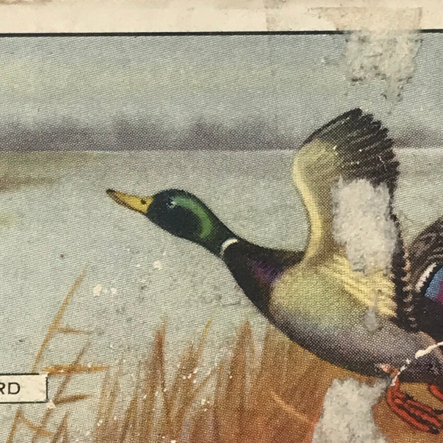 Gallaher Cigarette Cards BRITISH BIRDS Sold Individually- take your pick