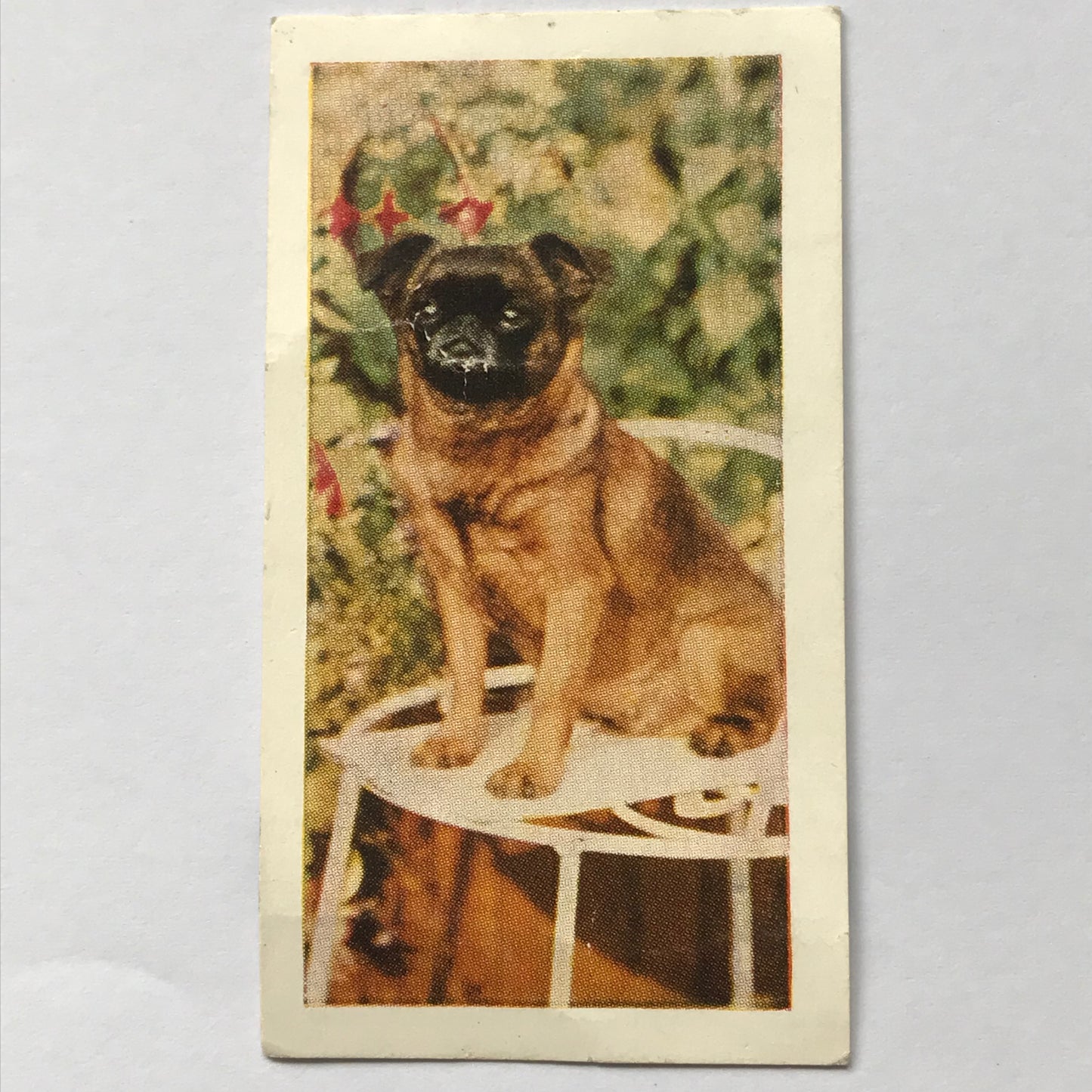 Horniman’s Tea Card DOGS no. 43 GRIFFON BRUXELLOIS 1960s