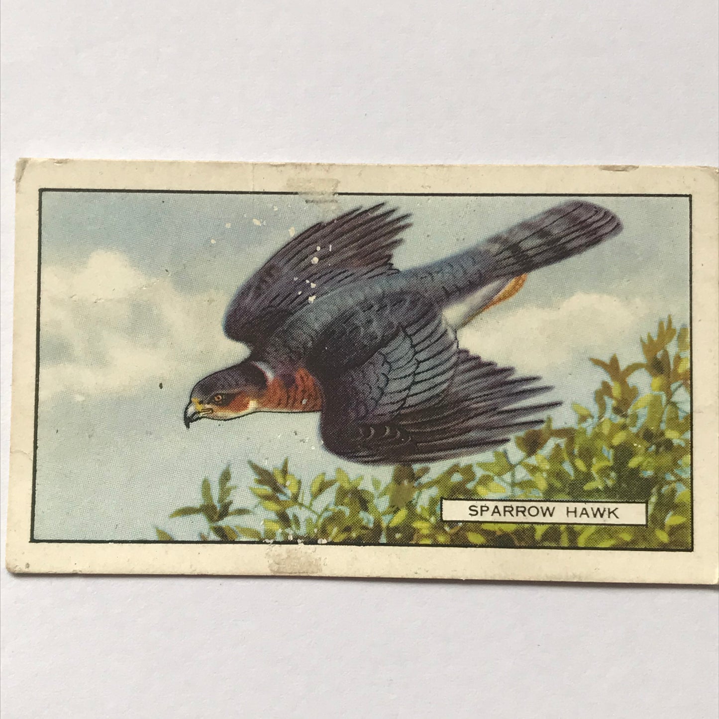 Gallaher Cigarette Cards BRITISH BIRDS Sold Individually- take your pick