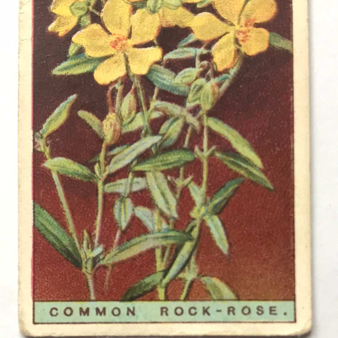 Wills Cigarette Cards WILD FLOWERS Various series, sold individually