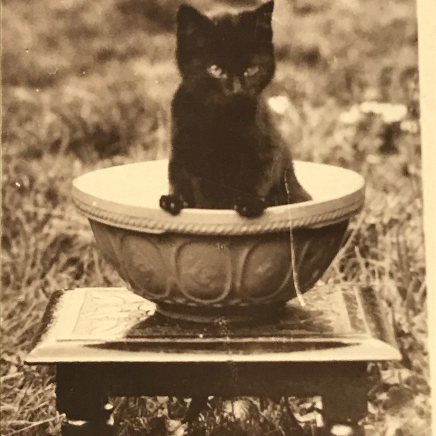 Millhoff De Reszke cigarette card - 2nd series no. 12 A LITTLE BIT OF FLUFF Cute cat photo Cat in a bowl black cat 1930s 1931