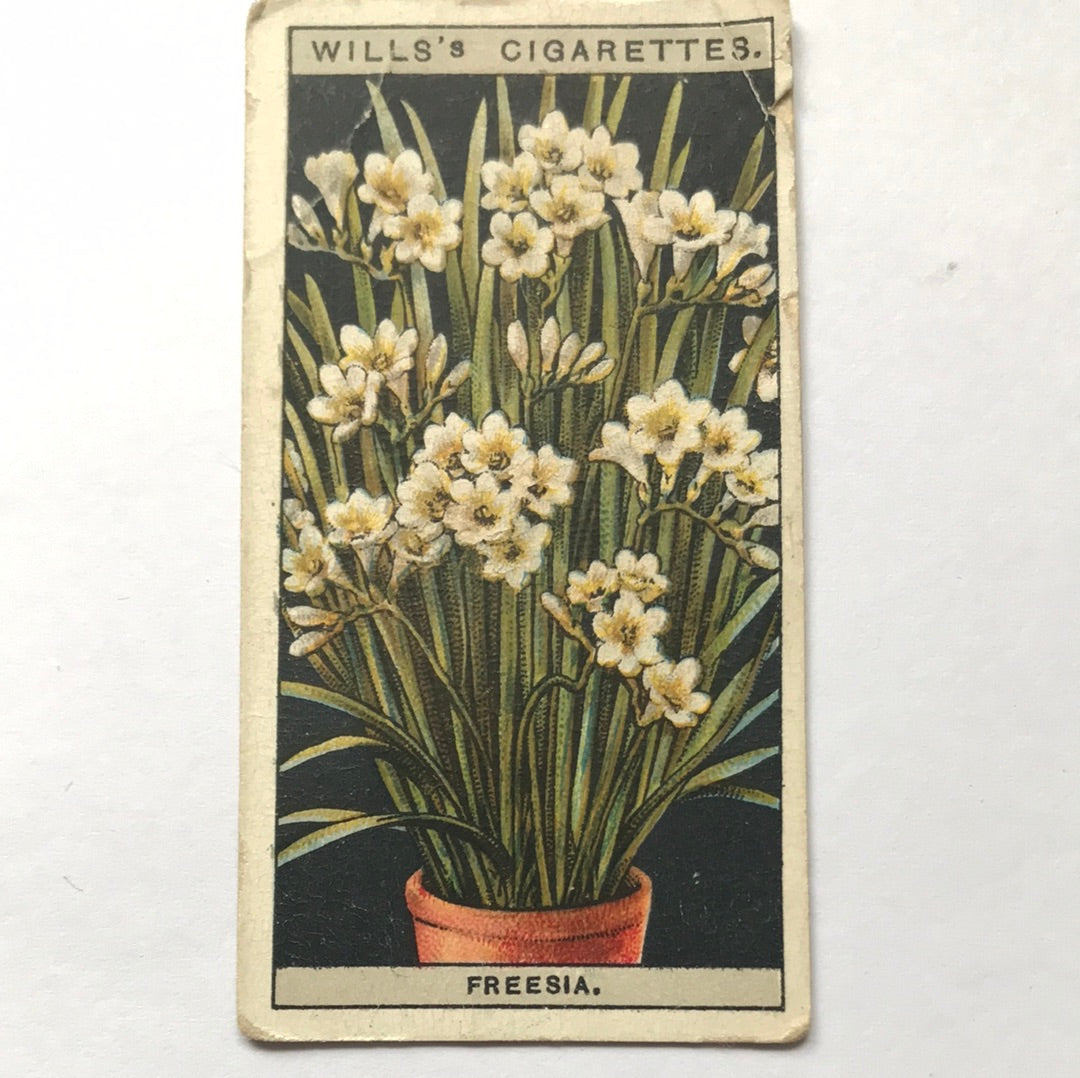 Wills Cigarette Cards FLOWER CULTURE IN POTS Sold individually - take your pick - 1920s 1925
