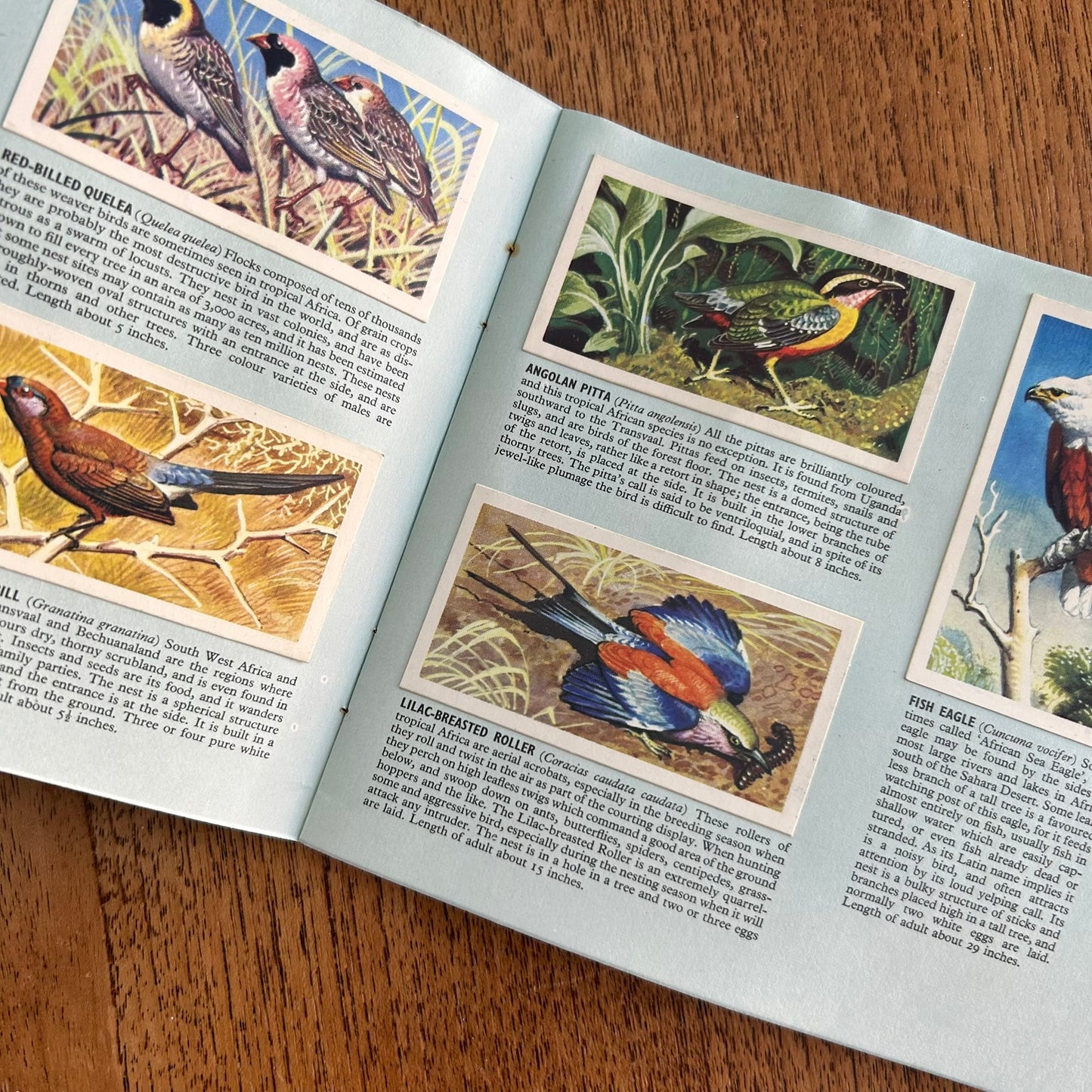 Vintage Brooke Bond Tea Picture Cards – Tropical Birds – Complete Album - 1961 - 1960s.