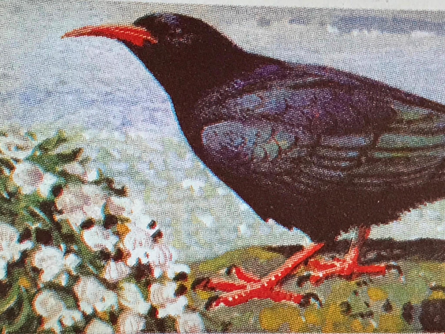 WILD BIRDS IN BRITAIN - Brooke Bond Tea Cards - sold individually take your pick