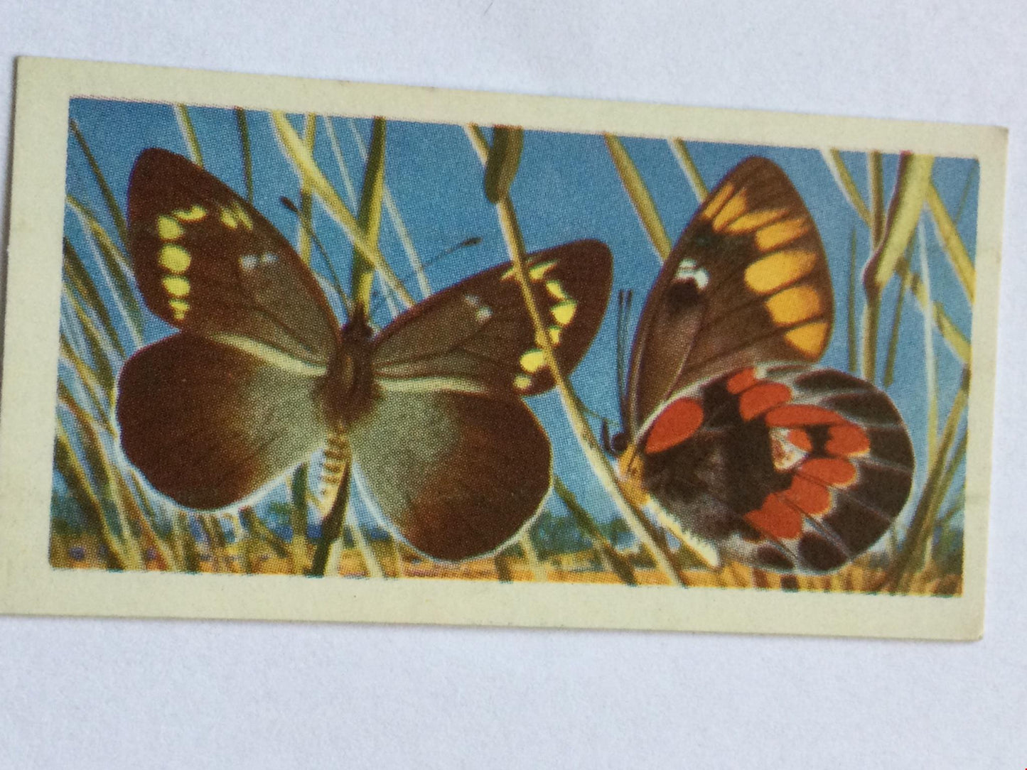 BUTTERFLIES OF THE WORLD- Brooke Bond Tea Cards- sold individually 1960s