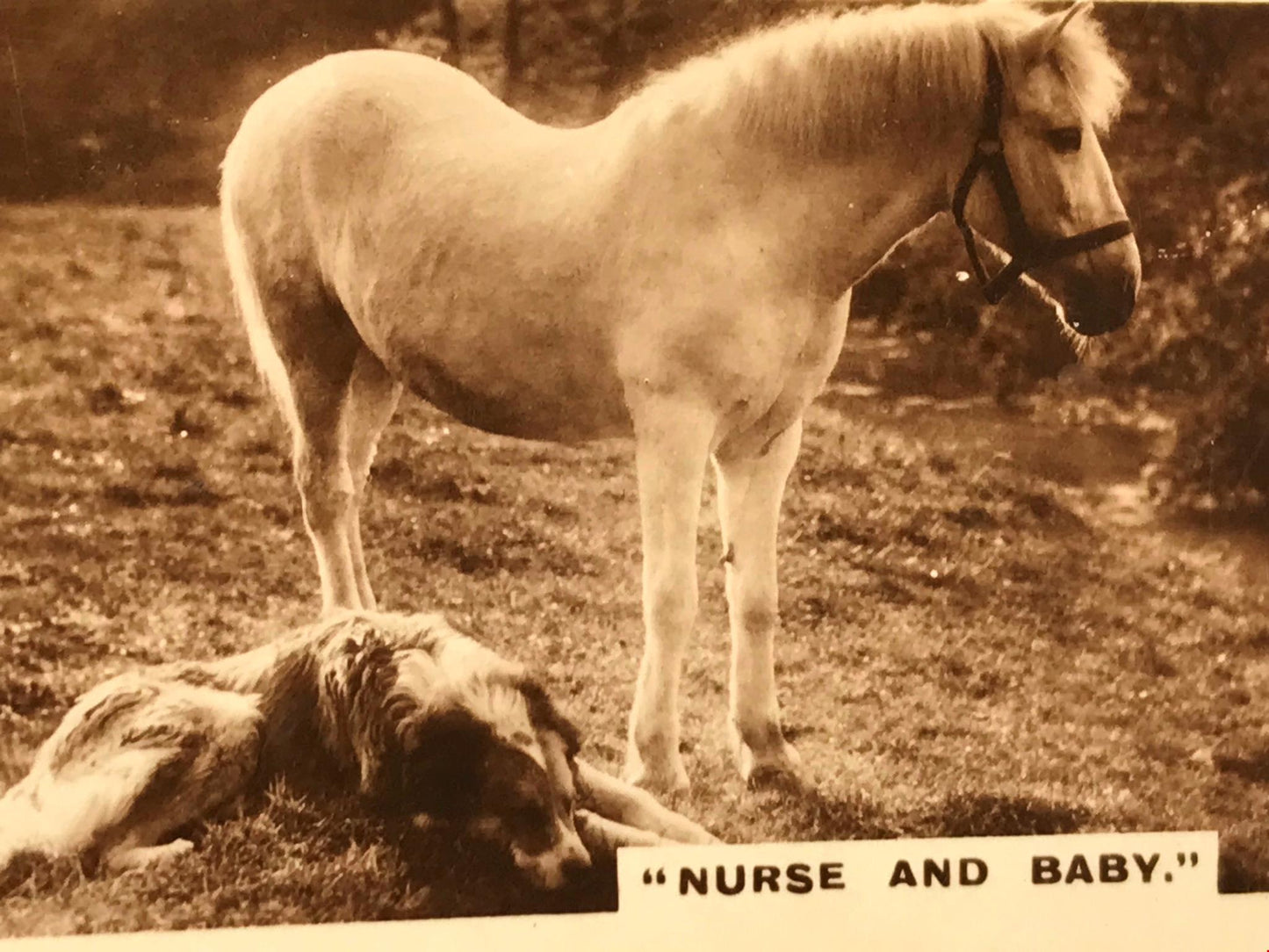 VINTAGE PHOTO PONY & DOG De Reszke Cigarette Card ‘Nurse and Baby’ no12 series 1