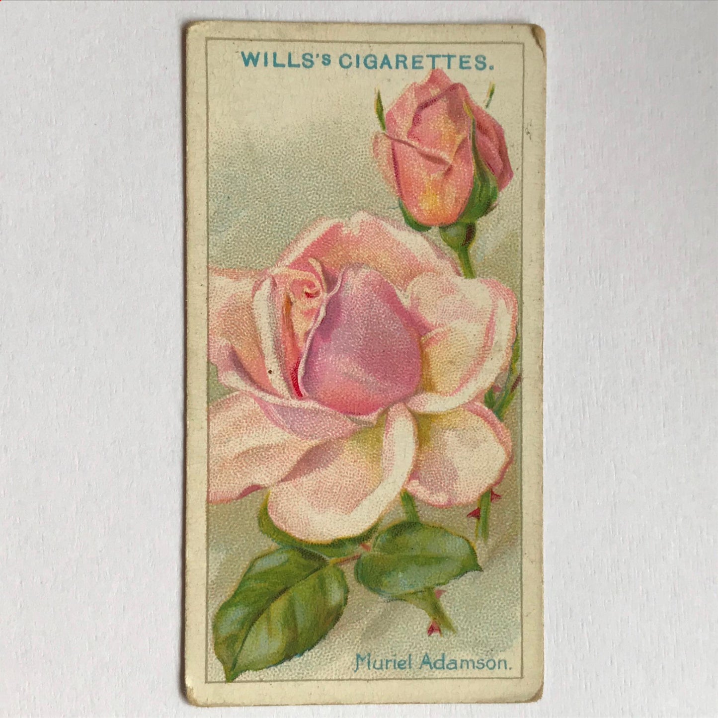 ROSES 1926 Wills Cigarette Cards - vintage rose pictures - sold individually