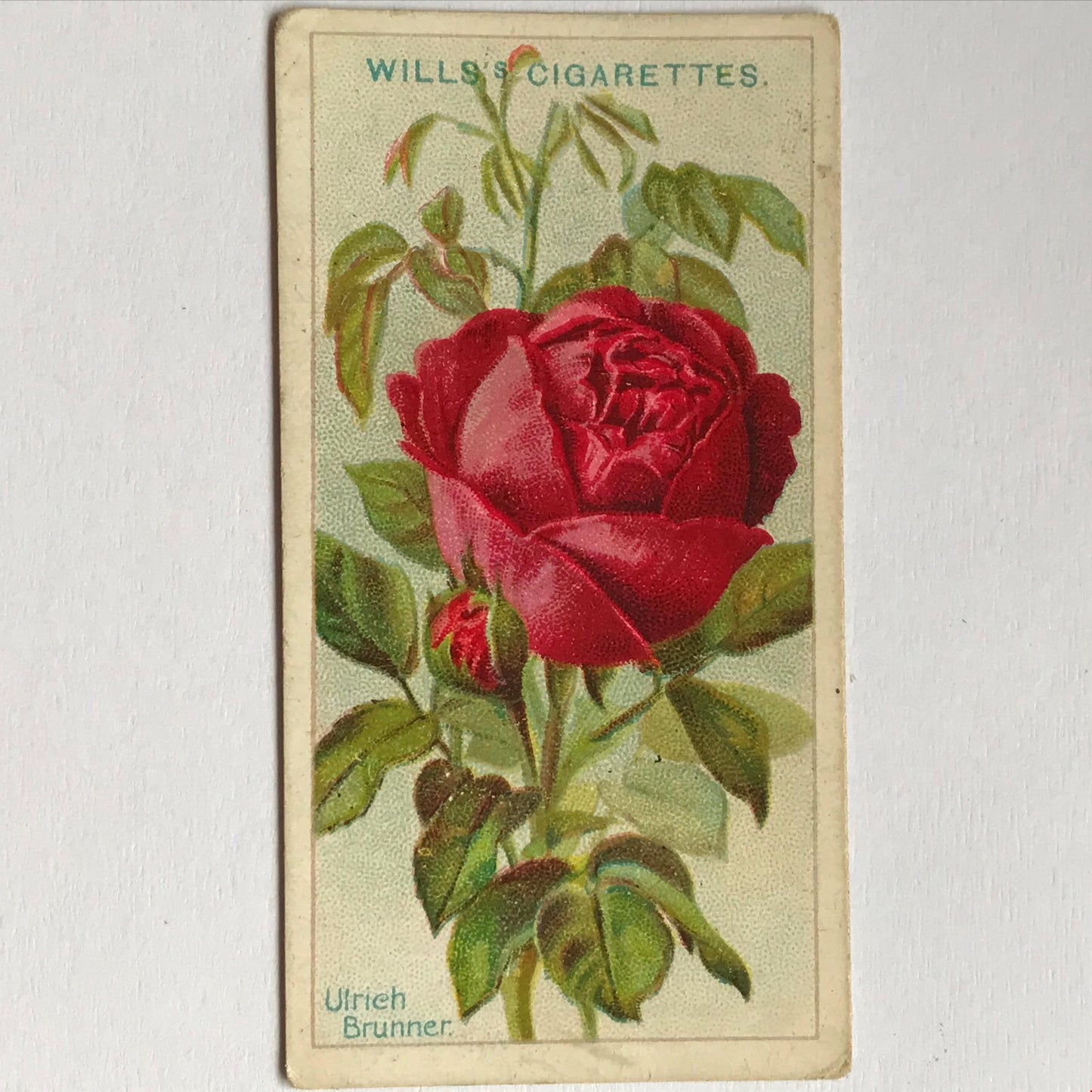 ROSES Wills Cigarette Cards 1912 Antique Rose Pictures - sold individually