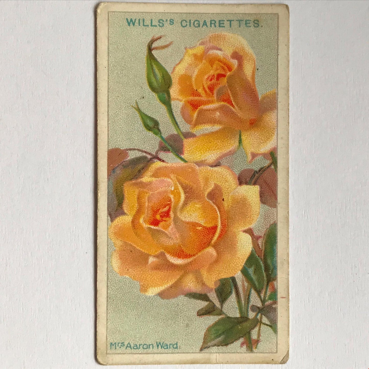 ROSES Wills Cigarette Cards 1912 Antique Rose Pictures - sold individually