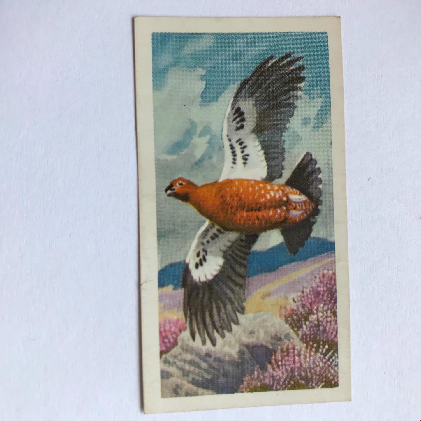 BIRD PORTRAITS  Brooke Bond Tea Cards Sold Individually - take your pick