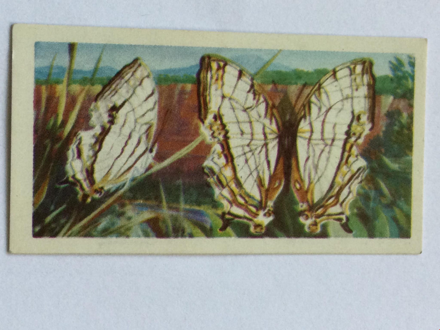 BUTTERFLIES OF THE WORLD- Brooke Bond Tea Cards- sold individually 1960s