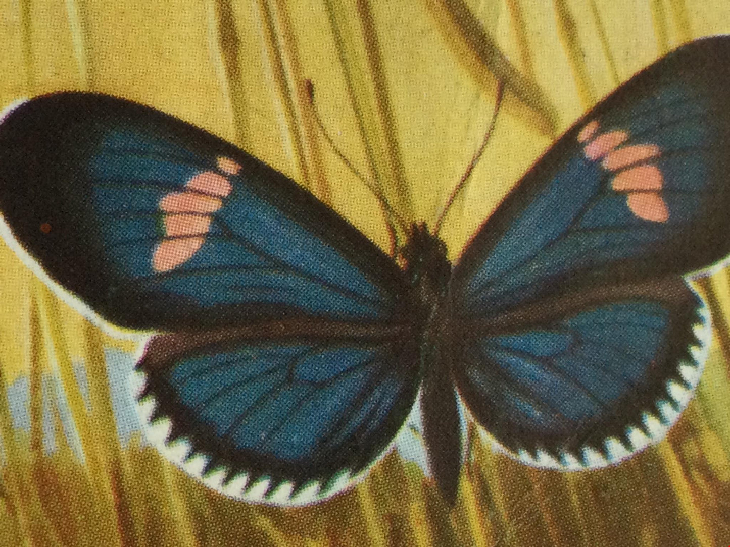 BUTTERFLIES OF THE WORLD- Brooke Bond Tea Cards- sold individually 1960s