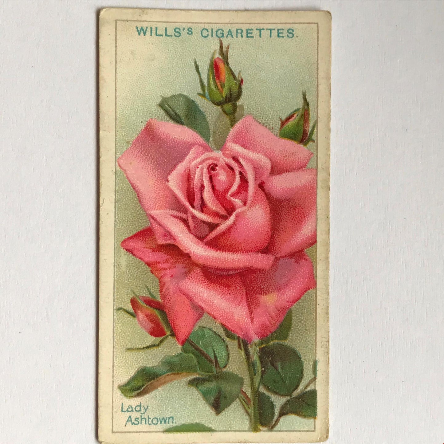 ROSES Wills Cigarette Cards 1912 Antique Rose Pictures - sold individually