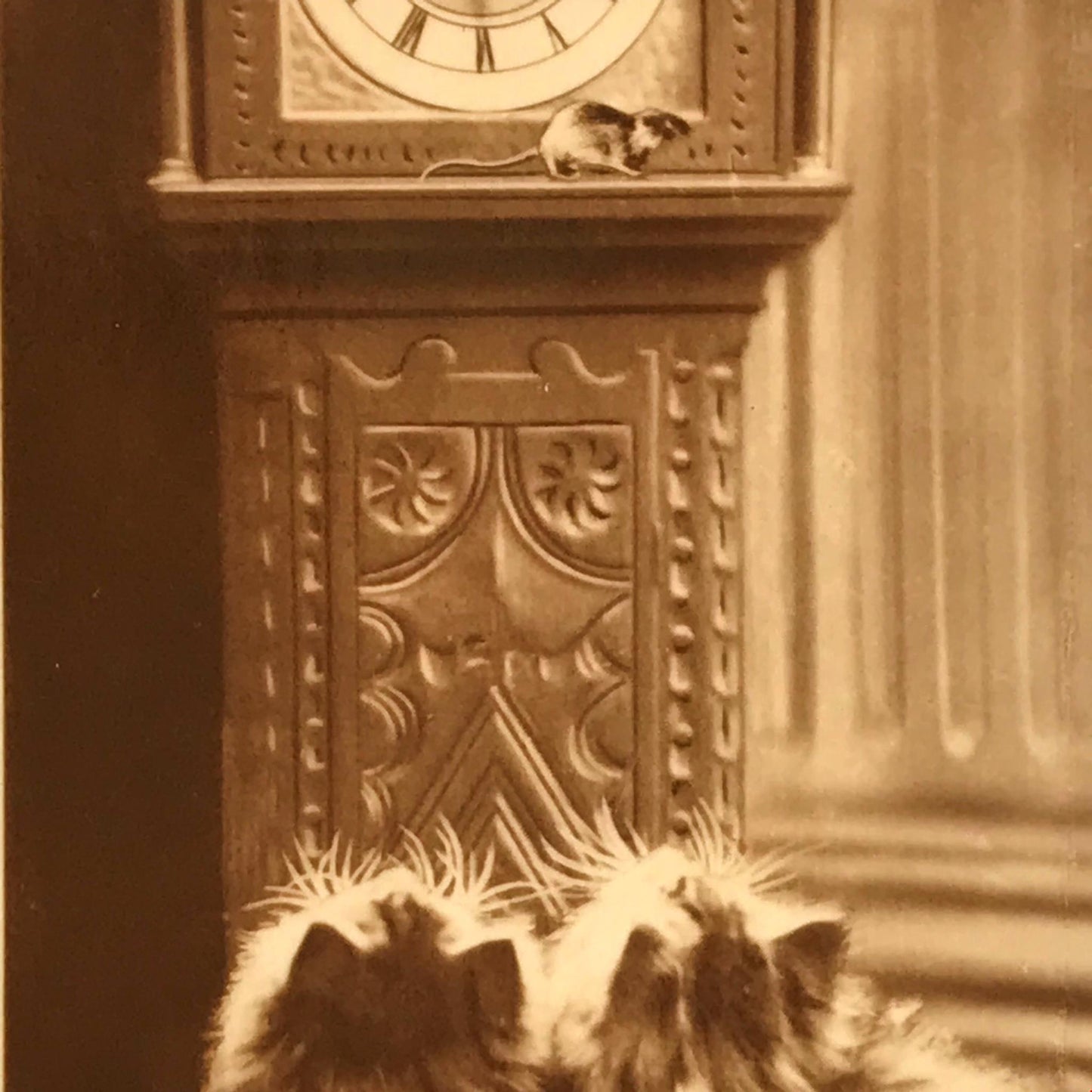 CUTE VINTAGE CAT PHOTO watching mouse ‘hickory dickory dock’ cigarette cacat’