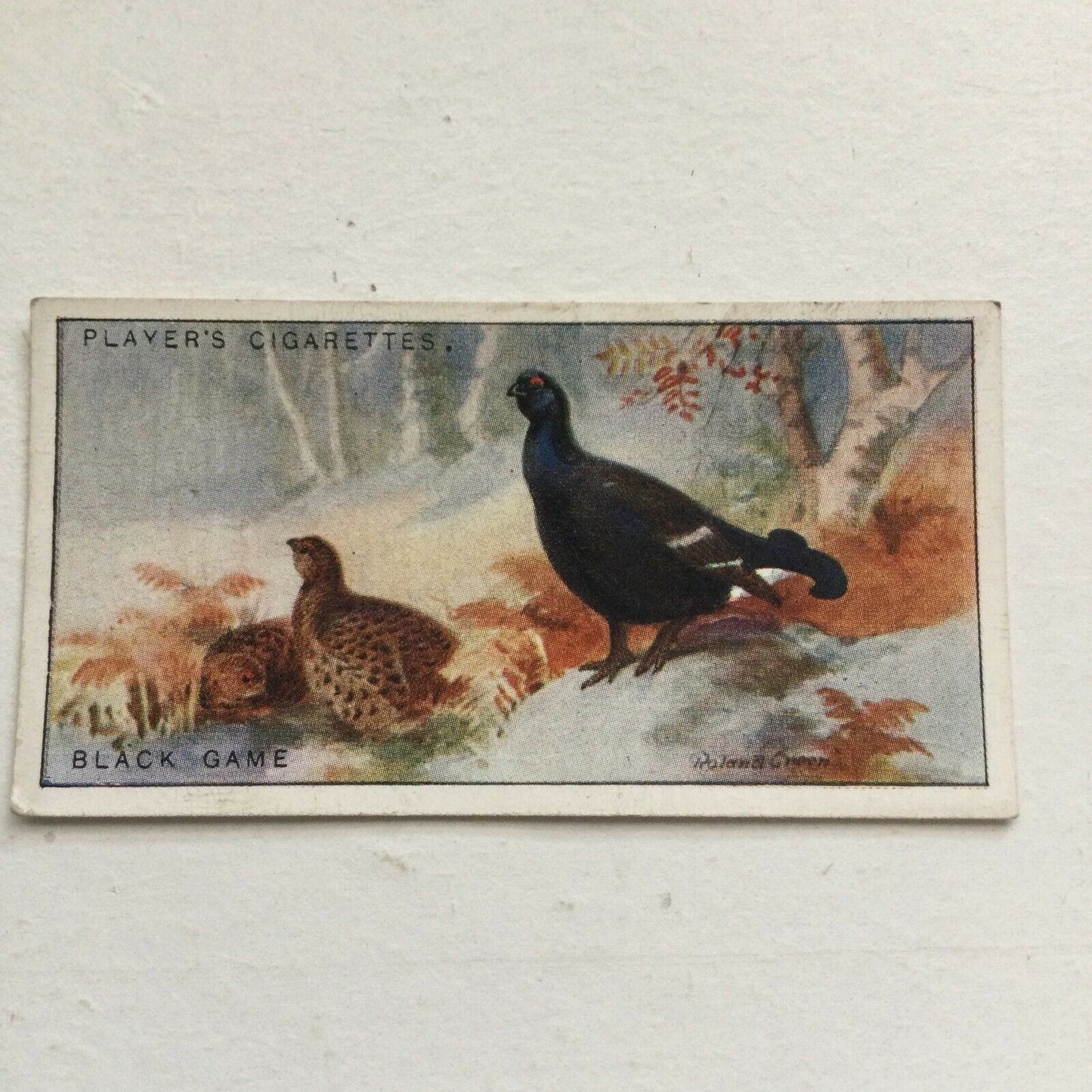 Players Cigarettes Card Game Birds & Wild Fowl Black Game no.1 1927 Black Grouse