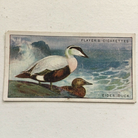 Players Cigarettes Card Game Birds & Wild Fowl Eider Duck no4 St Cuthberts Duck